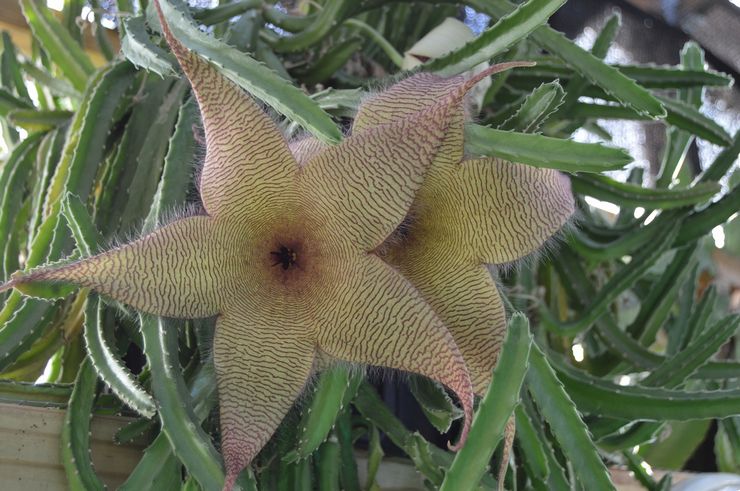 Stapelia gergasi