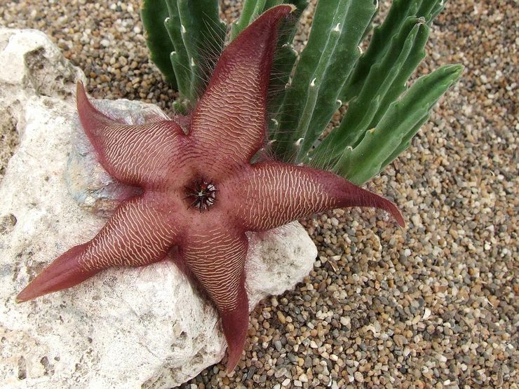 Stapelia storblommig