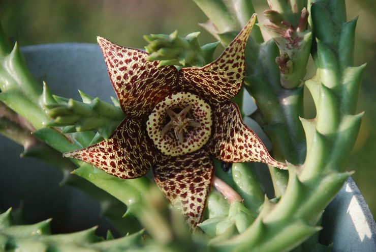 Stapelia utbytbar