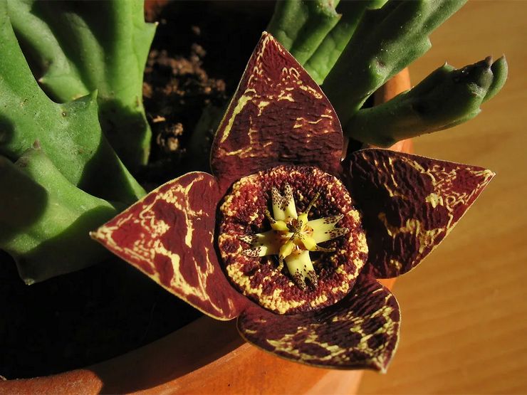 Stapelia blommar inte