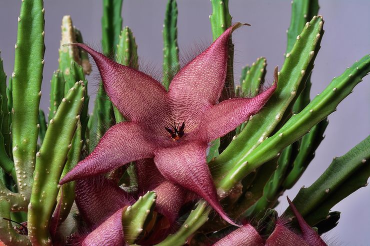 Växt stapelia