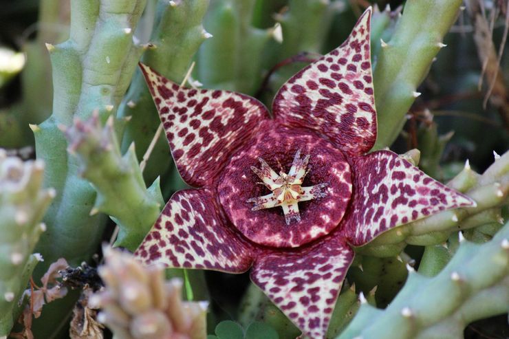 Stapelia bervariasi atau berbeza-beza