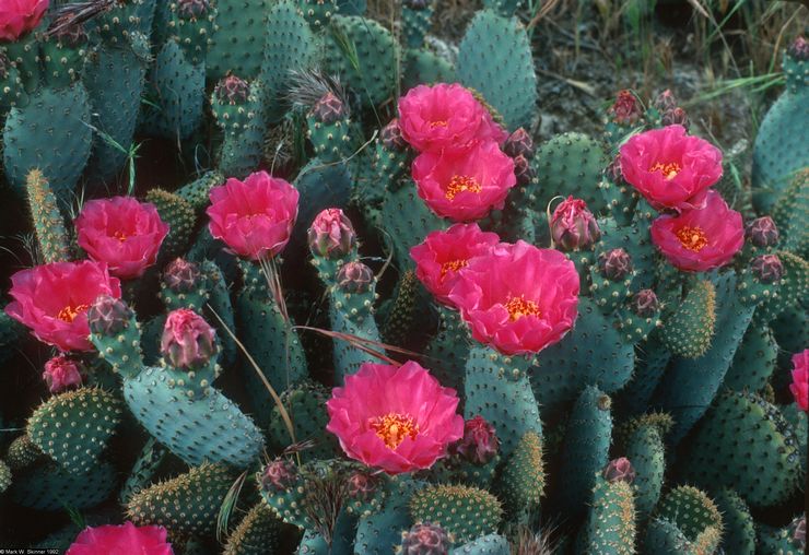 Opuntia hem