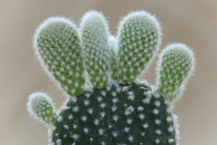 Beskrivning av prickly pear