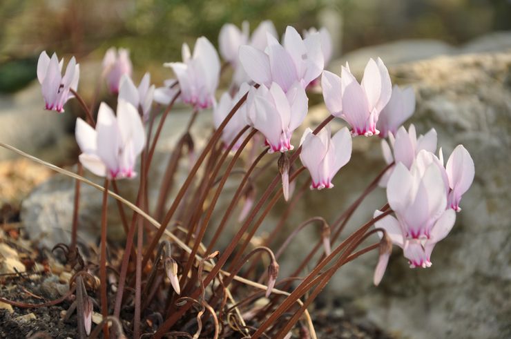 Cyclamen Afrika