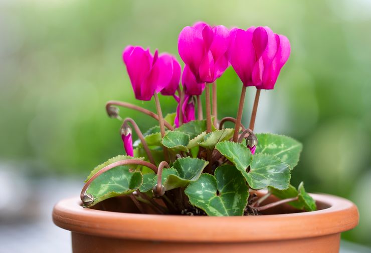 Cyclamen blomma