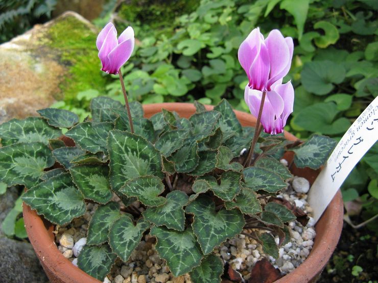 Cyclamen grekiska