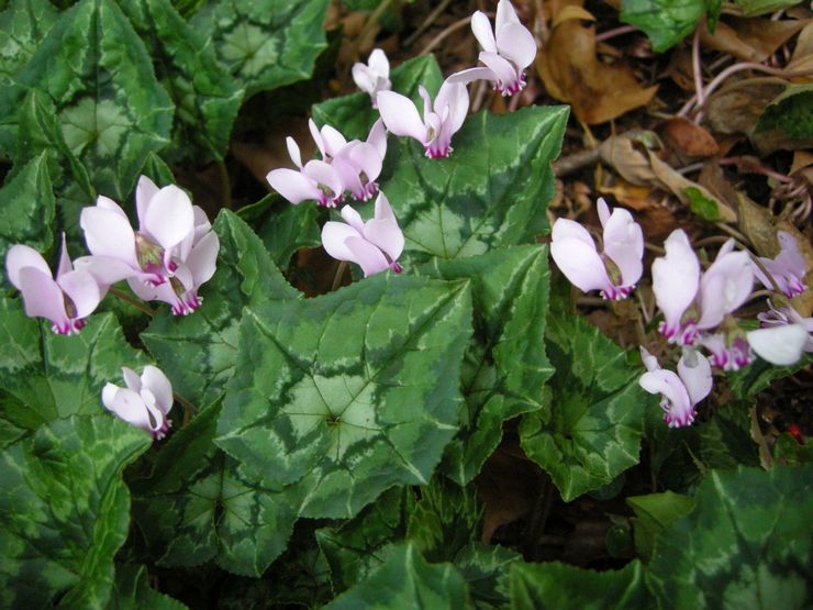 Cyclamen murgröna