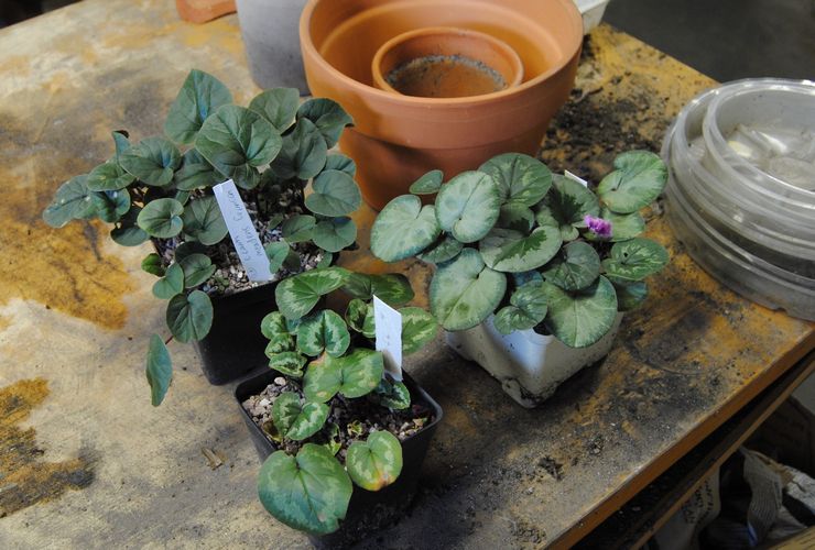 Cyclamen transplantation