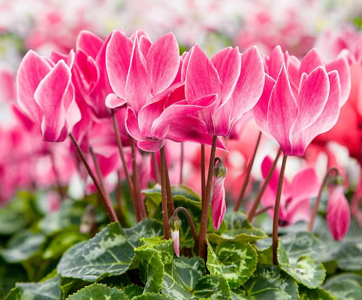 Cyclamen persiska