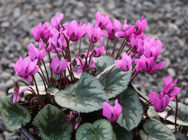 Cyclamen lila