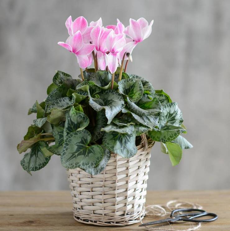 Cyclamen egenskaper