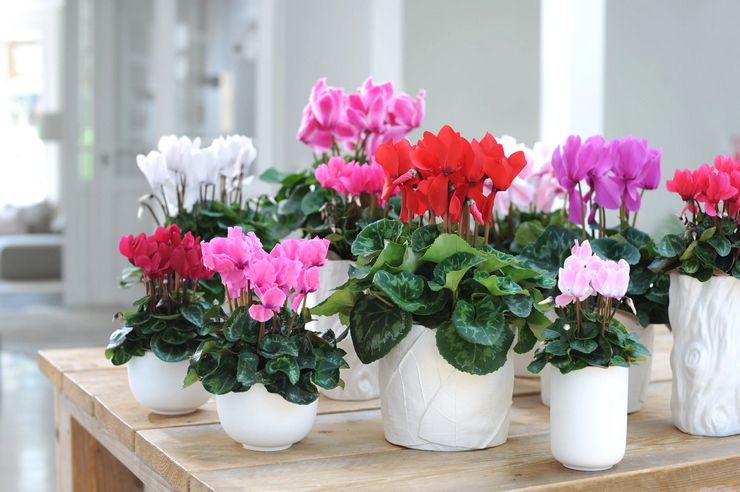 Penjagaan cyclamen di rumah