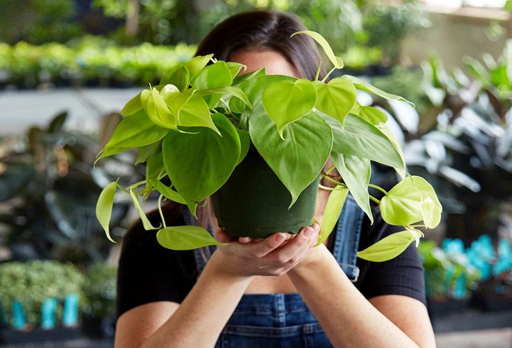 Funktioner av blommatransport