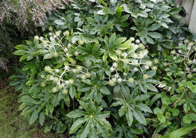  Petua dan trik untuk membesar dan merawat Fatsia Jepun di rumah