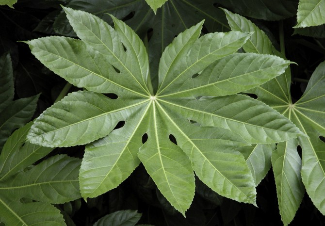 Transplantation och reproduktion av fatsia