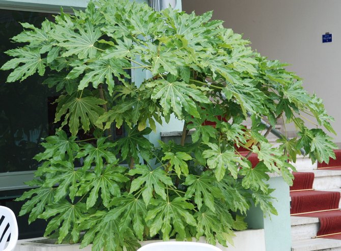 Japanska Fatsia. Vård i hemmet. Plantering och avel