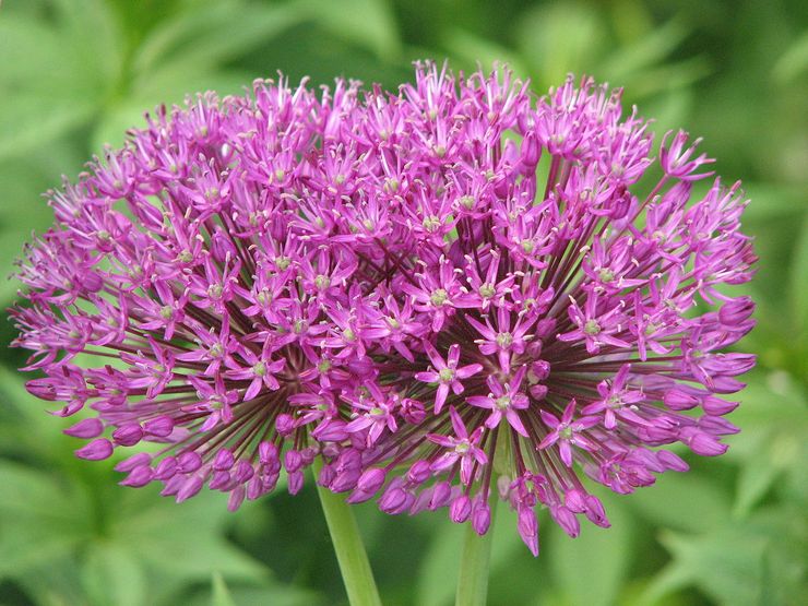 Allium aflatunsky