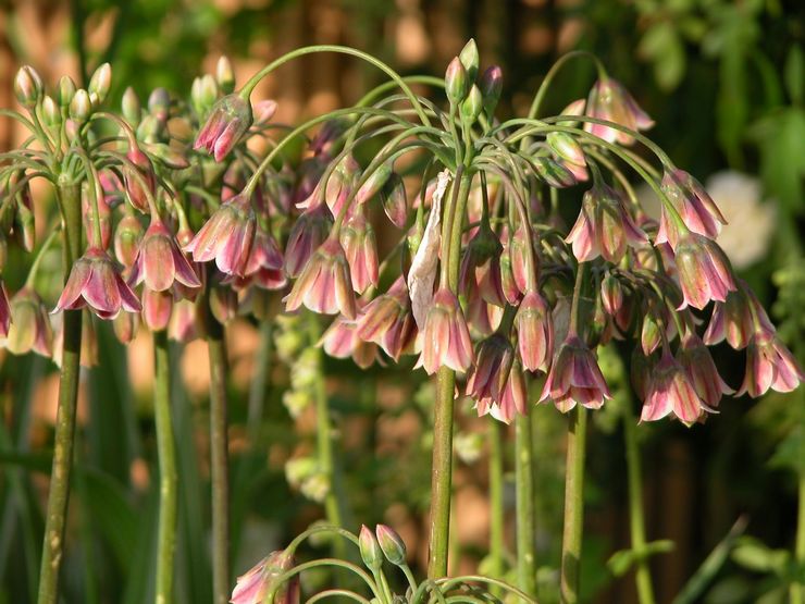 Allium bulgarian