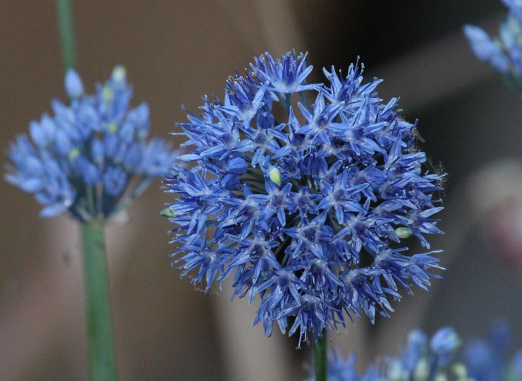 Allium biru