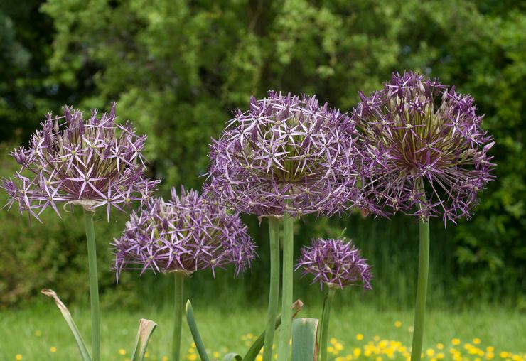 Allium Christoph