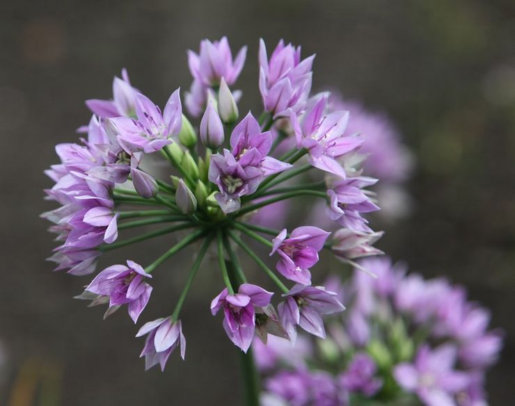 Allium eros