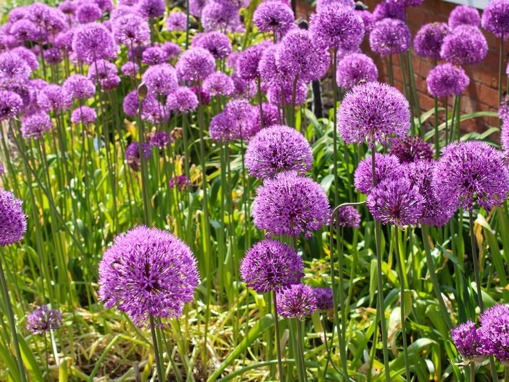 Allium jätte