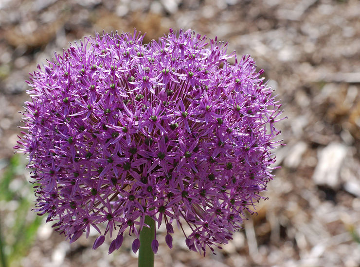 Allium gladiator