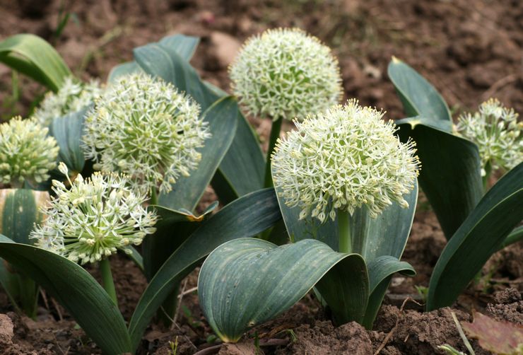 Allium "Ivory Queen"