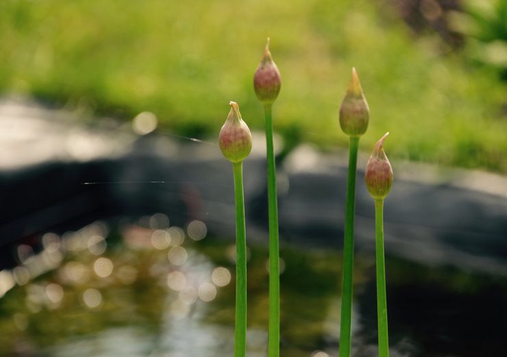 Tumbuh allium dari biji