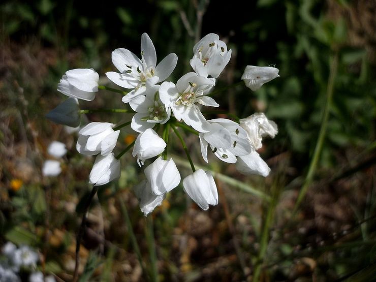 Allium neapolitan