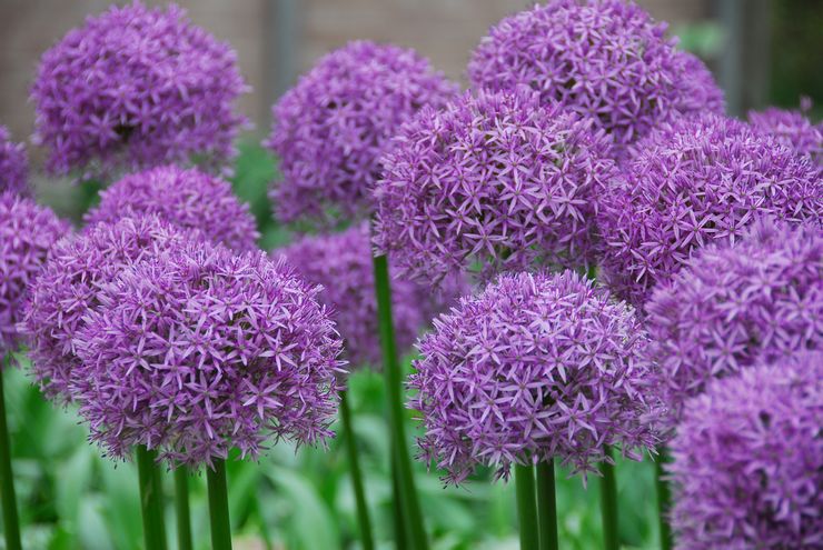 Allium beskrivning