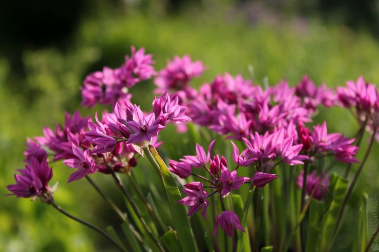 Allium är stadskär