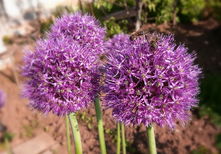 Allium menanam di luar rumah