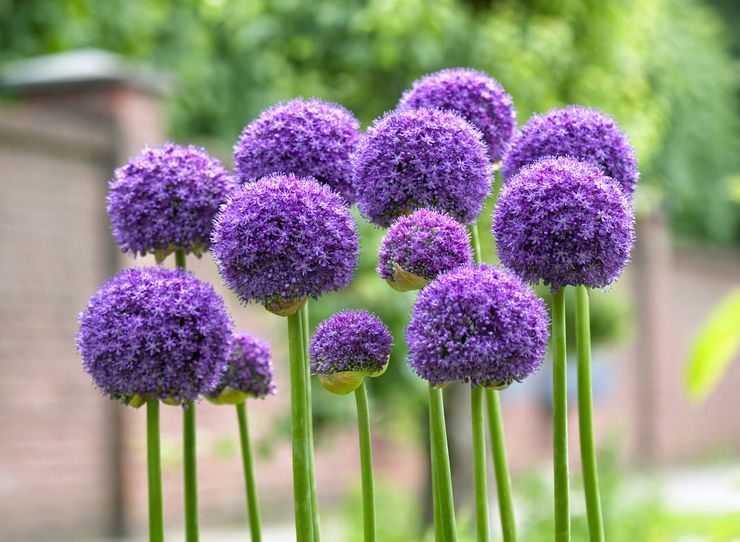 Allium växt