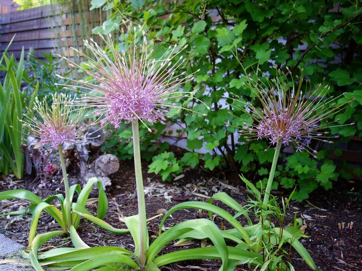 Allium Schubert