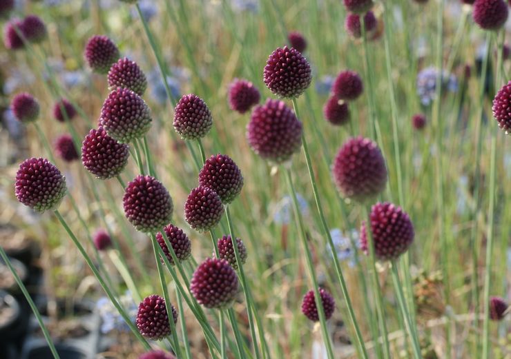 Allium rundhuvud