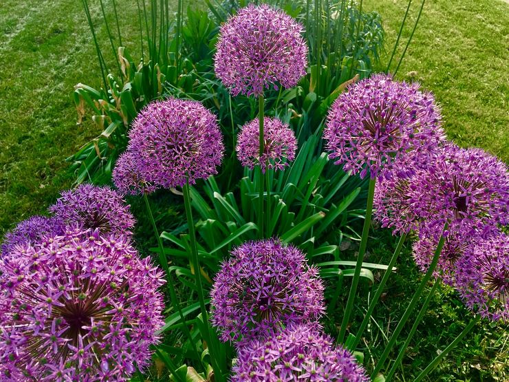 Penjagaan Allium