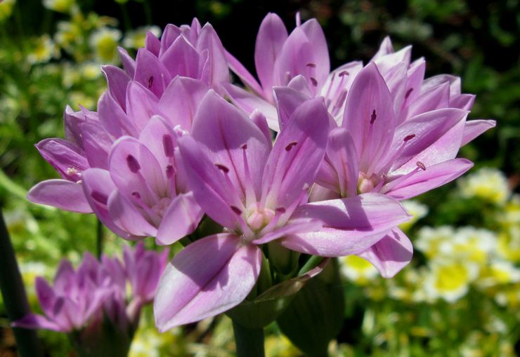 Allium Unifolium