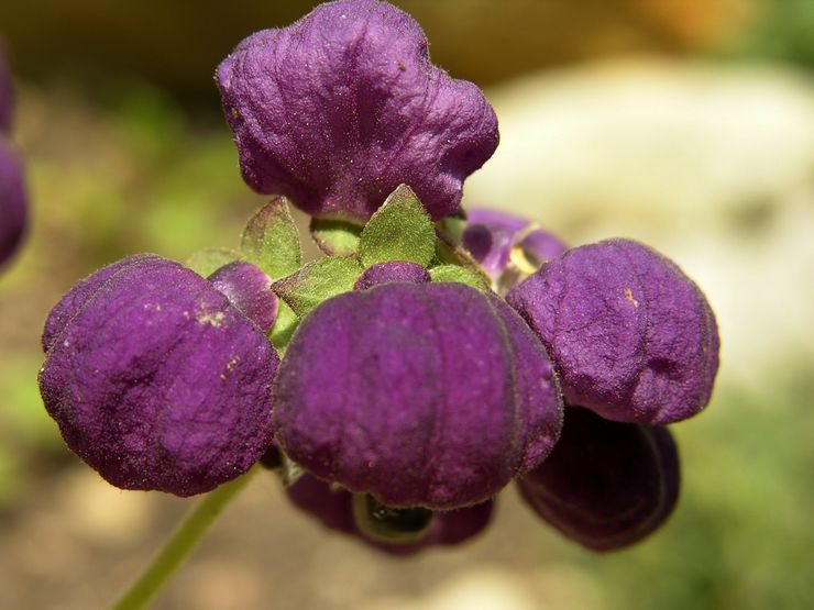 Cobweb calceolaria