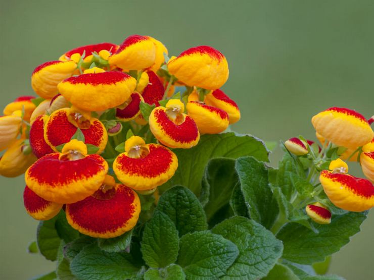 Hybrid calceolaria