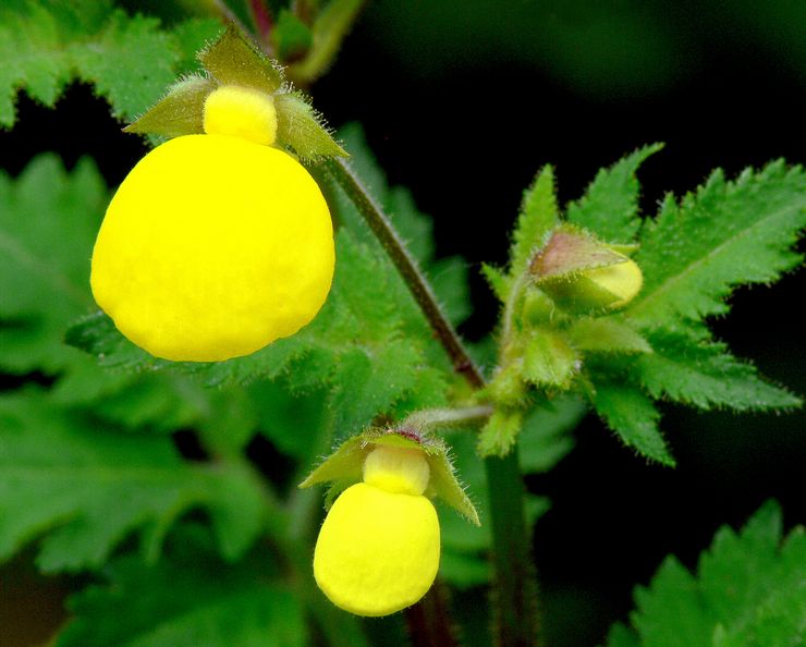 Calceolaria orang Mexico