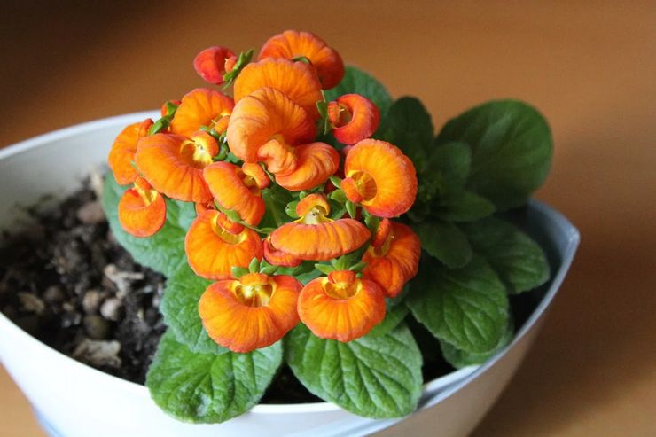 Calceolaria