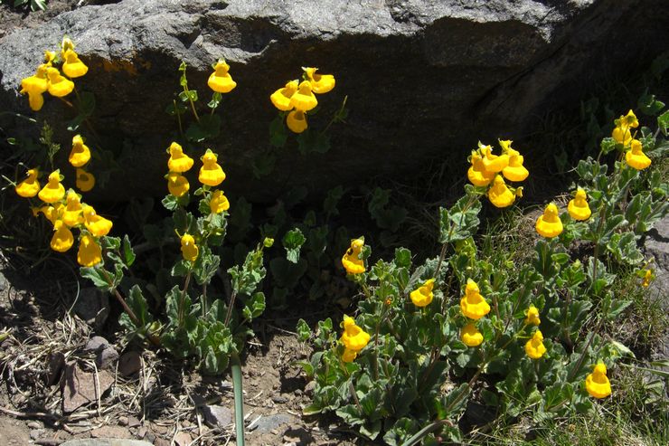 Calceolaria berkerut