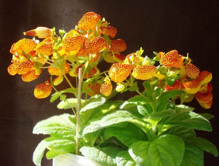 Calceolaria blomma