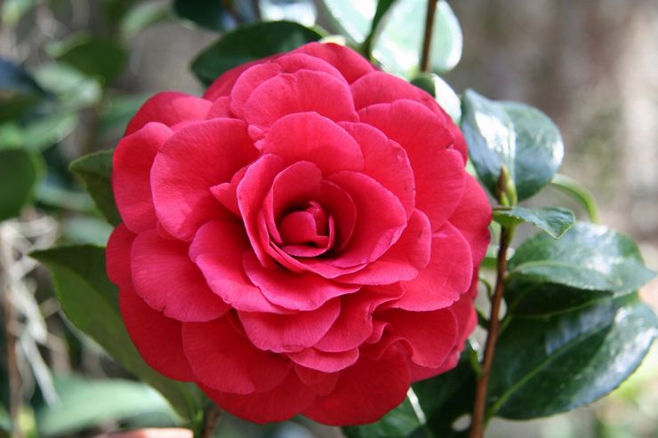 Camellia Lady Campbell