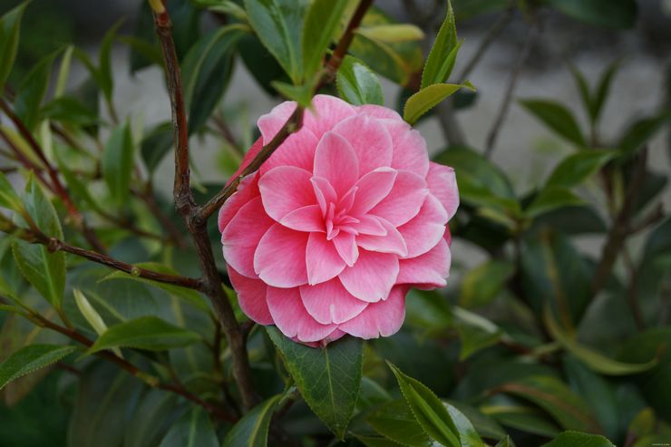 Penerangan mengenai camellia