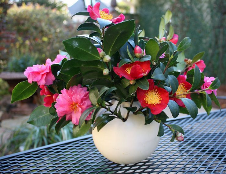 Pemindahan Camellia