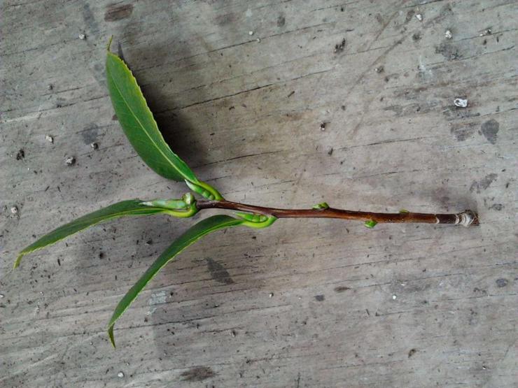 Kaedah pembiakan camellia