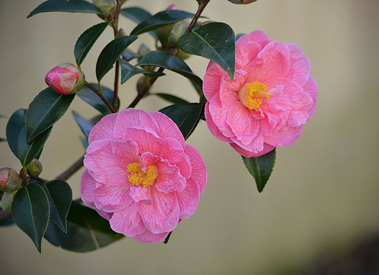 Jenis dan jenis camellia dengan foto dan nama